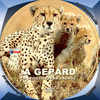 Discovery - A gepárd - A leggyorsabb vadász (Grisa) DVD borító CD1 label Letöltése