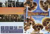 Nagypályás kiskutyák DVD borító FRONT Letöltése