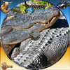 Discovery - A természet csodái 18. rész - Krokodilok felségterülete DVD borító CD1 label Letöltése